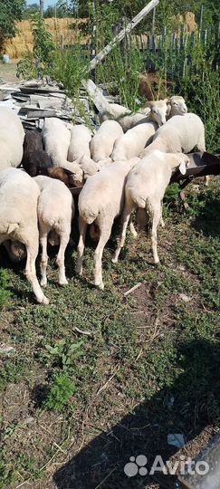 Овцы бараны ягнята