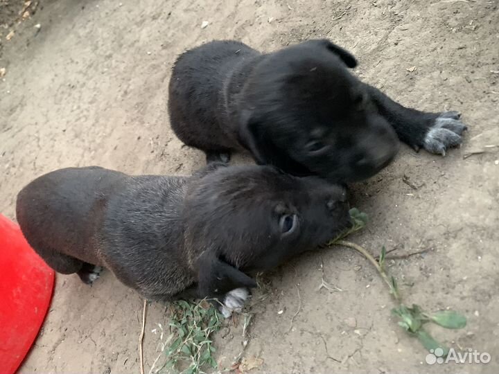 Собака в добрые руки отдам бесплатно