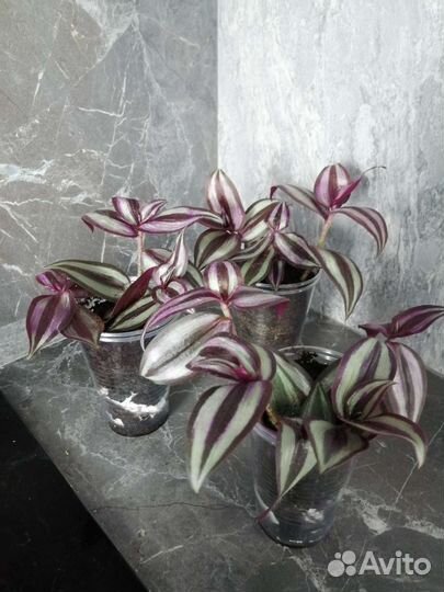 Традесканции разные