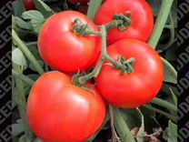 Семена томатов биг пак F1 (Big Pack F1)