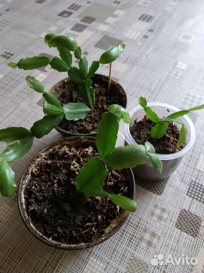 Кактусы и суккуленты