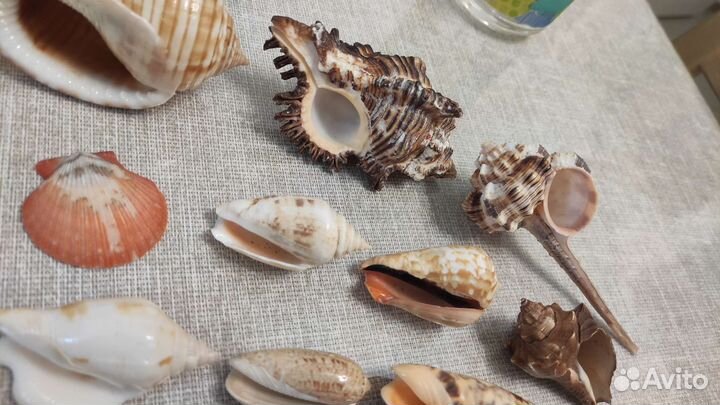 Набор ракушек