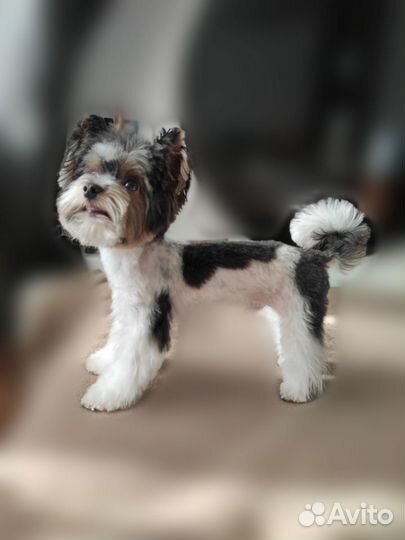 Вязка Бивер