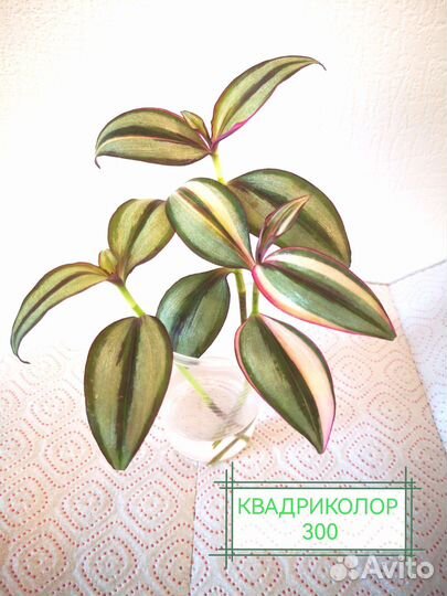 Традесканция, гибазис, фата невесты, нанук