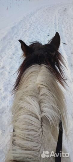 Продам конский навоз