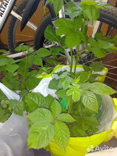 Саженцы ежевики