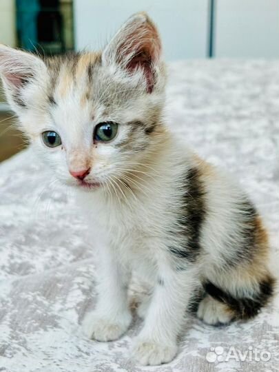 Котенок в добрые руки