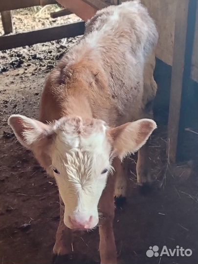 Телёнок бычок 2вух недельный
