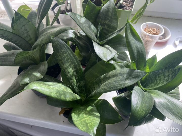 Домашние цветы