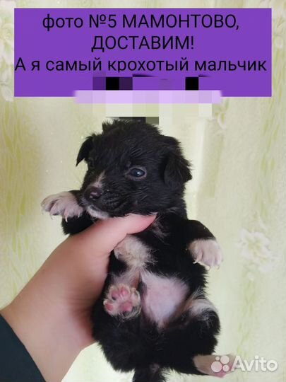 Щенки в добрые руки