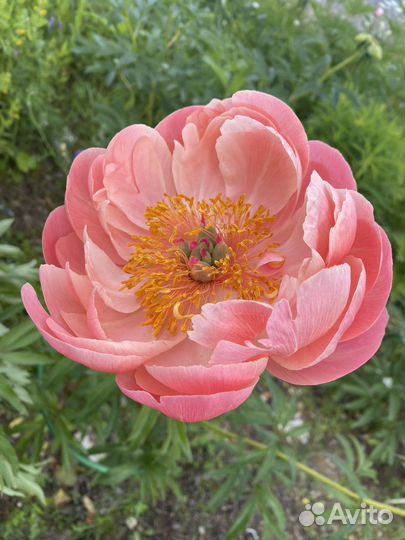 Пион Корел Сансет (Coral Sunset)