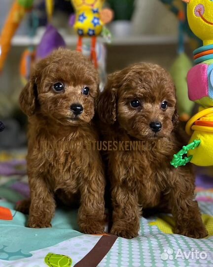 Той-пудель ред девочка и мальчик РКФ