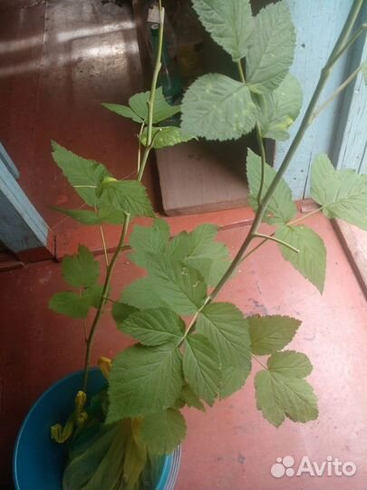 Саженцы ежевики красной