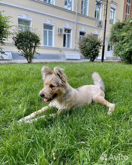 Собака в добрые руки отдам бесплатно