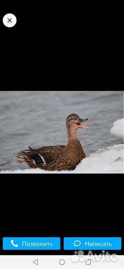 Подсадные утки кряква