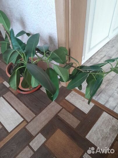 Фикус домашний