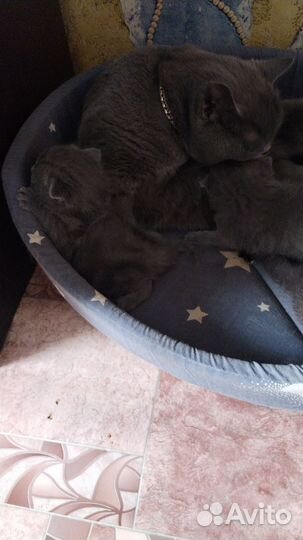 Котятки британец