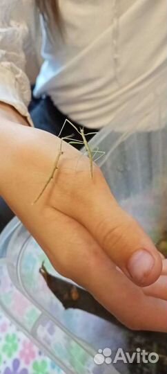 Палочники