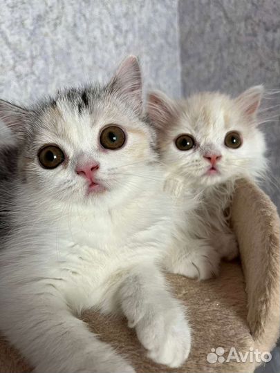 Шотландские котята