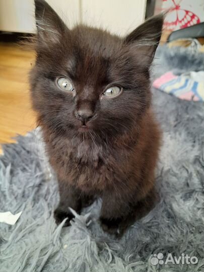 Отдам бесплатно