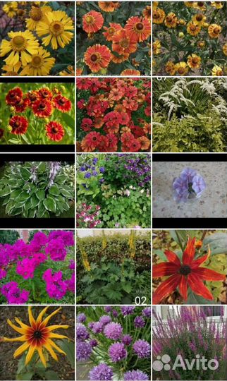 Садовые многолетники