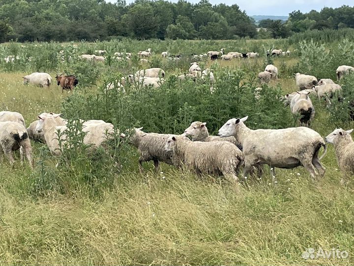 Овцы породы тексель