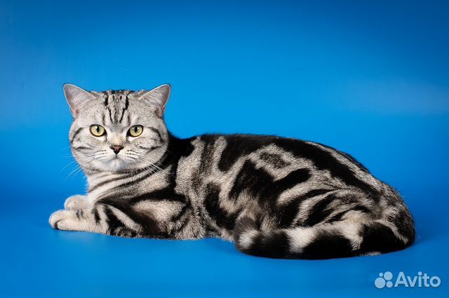 Шотландский кот страйт и фолд на вязку