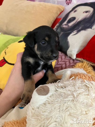 Собака в добрые руки щенок