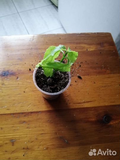 Комнатные растения