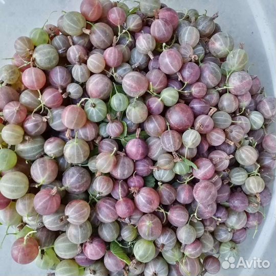 Саженцы крыжовника