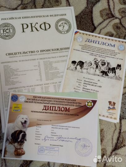 Шпиц (девочка)