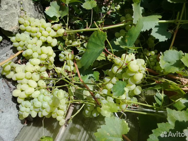 Продам саженец винограда