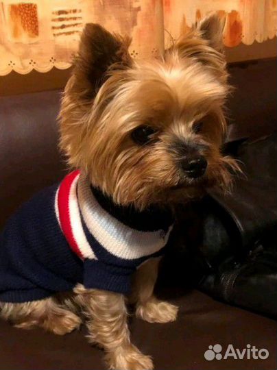 Передержка домашних животных