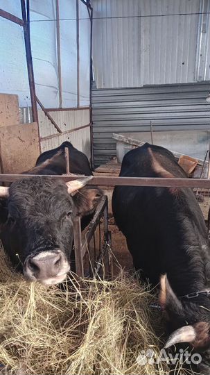 Продам быков