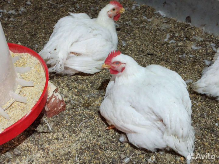Домашние куры бройлеры