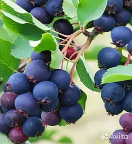 Ирга Канадская — Нортлайн, Смоуки, Тиссен, Хонивуд