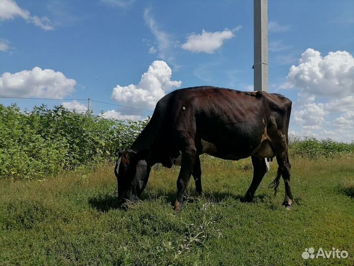Корова стельная дойная