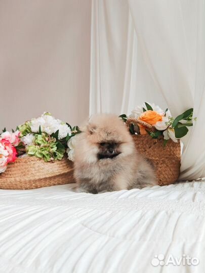 Супер нереальный медведь померанского шпица