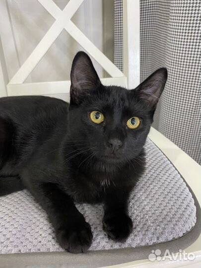Кастрированный котик