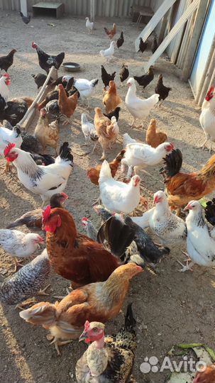 Молодые петушки