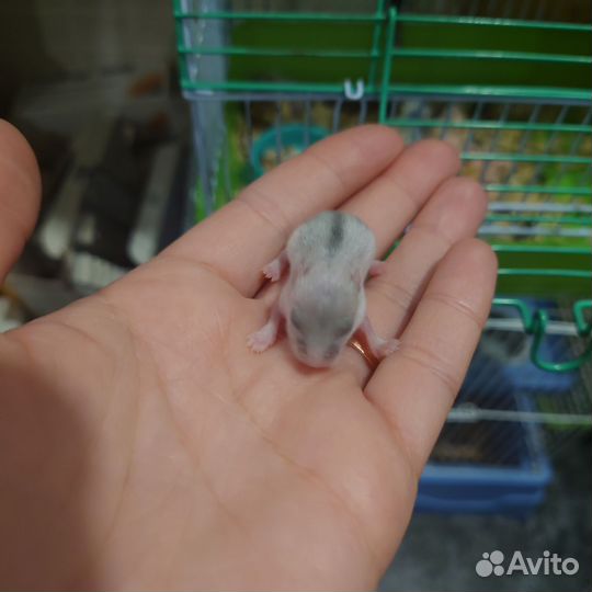 Джунгарский хомяк