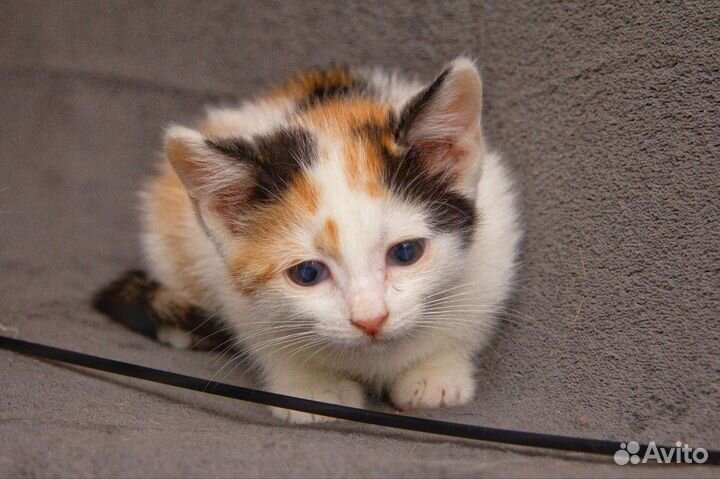 Котенок Твиги в добрые ручки