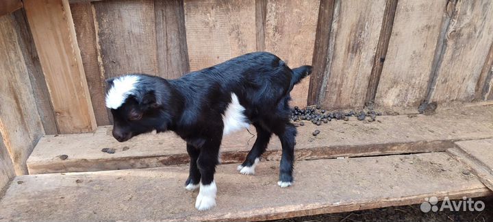 Козы дойные