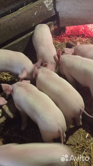 Поросенок ландрас - дюрок