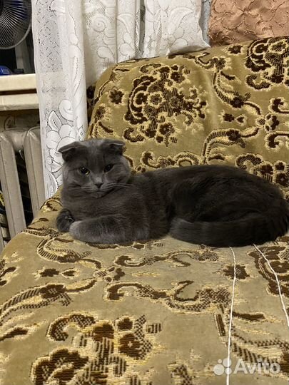Шотландский кот вязка