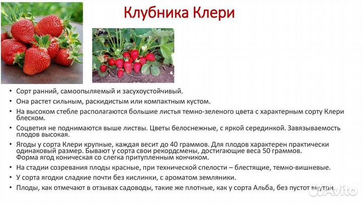 Рассада клубники клери