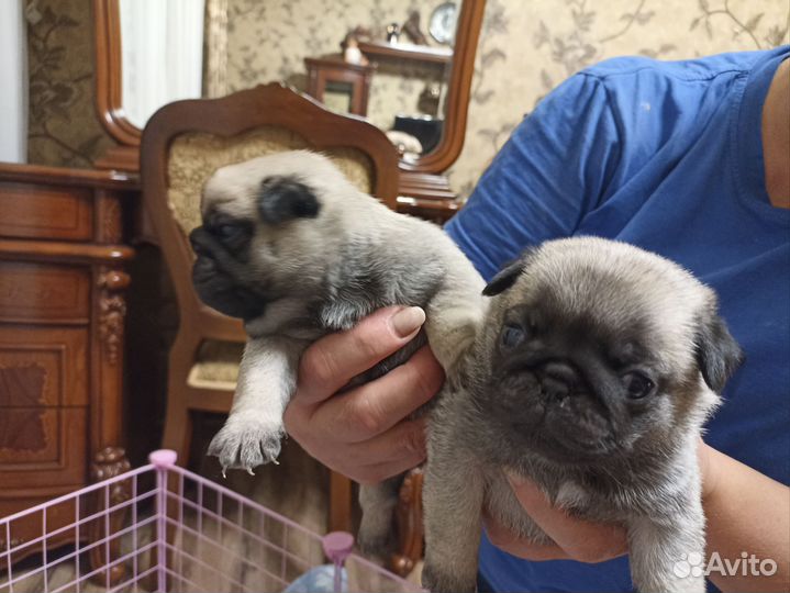 Щенки мопса