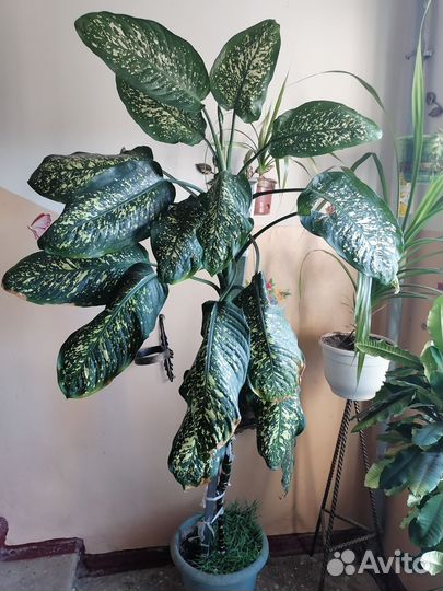 Диффенбахия