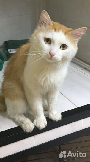 Котик Лунтик