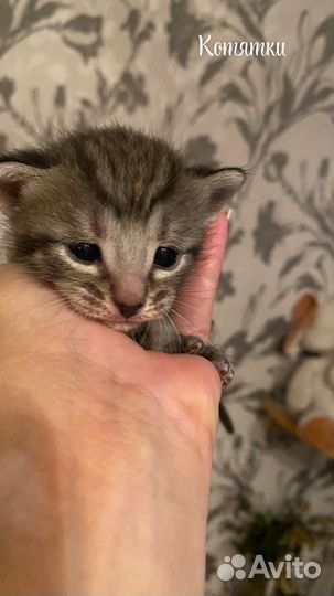 Котята в добрые руки даром Пермь